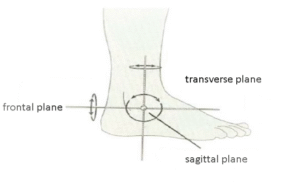 Planes of ankle articulation