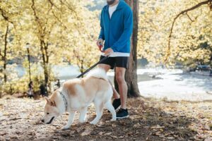 health benefits of dog walking for men over 50