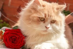 cat and rose - Embracing Mindfulness Through Life's Small Joys