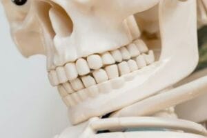 skelaton teeth