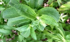 Stevia plant