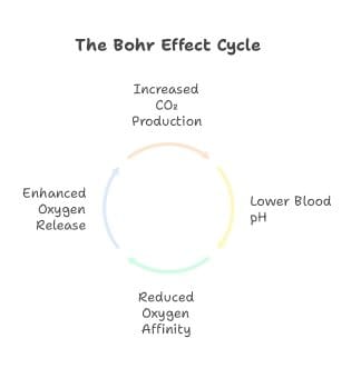 Bohr effect diagram of CO₂ tolerance
